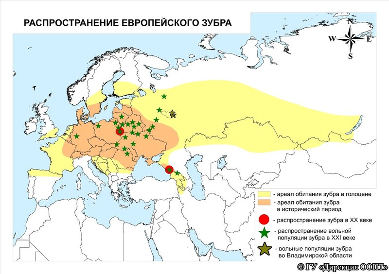 Where Do European Bisons Live? Habitat And Distribution Explained