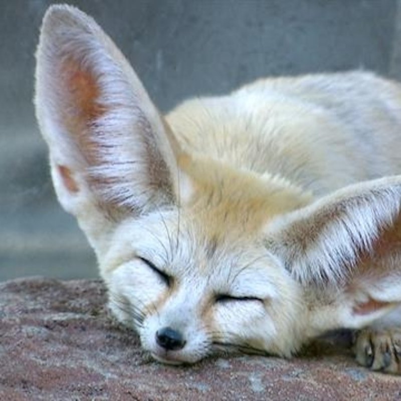 Where Do Fennec Foxs Live? Habitat And Distribution Explained