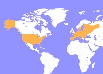 Where Do Ferrets Live? Habitat And Distribution Explained