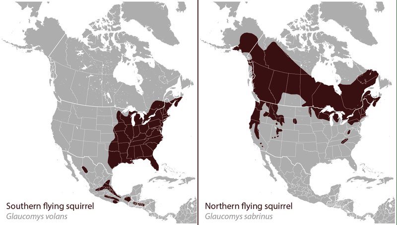 Where Do Flying Squirrels Live? Habitat And Distribution Explained