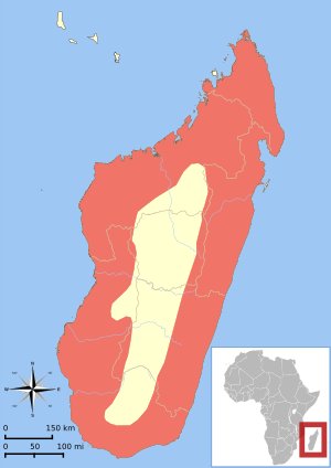 Where Do Fossas Live? Habitat And Distribution Explained