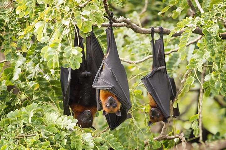 Where Do Fruit Bats Live? Habitat And Distribution Explained