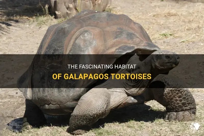 Where Do Galã¡Pagos Tortoises Live? Habitat And Distribution Explained