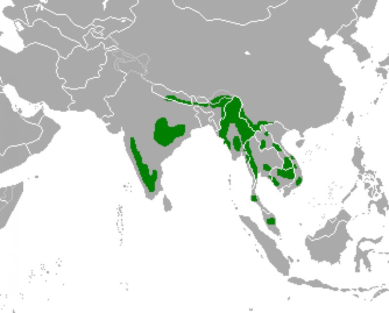 Where Do Gaurs Live? Habitat And Distribution Explained
