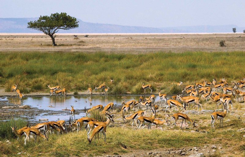 Where Do Gazelles Live? Habitat And Distribution Explained