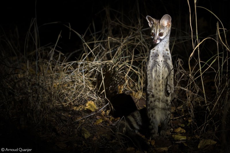Where Do Genets Live? Habitat And Distribution Explained