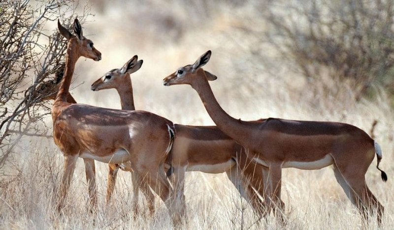 Where Do Gerenuks Live? Habitat And Distribution Explained