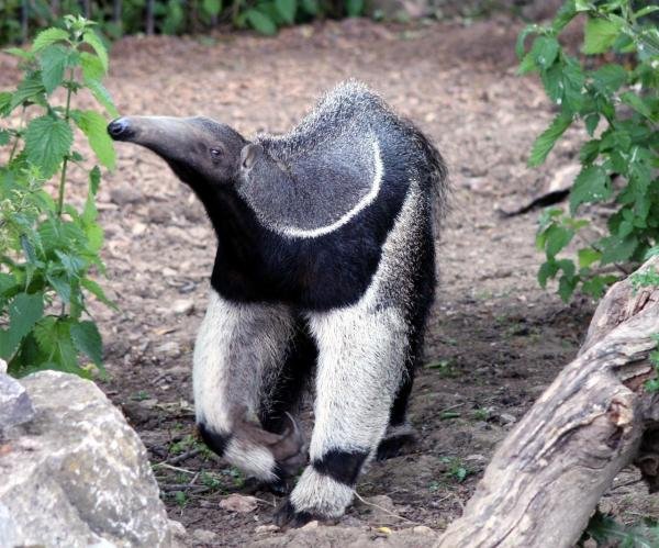 Where Do Giant Anteaters Live? Habitat And Distribution Explained