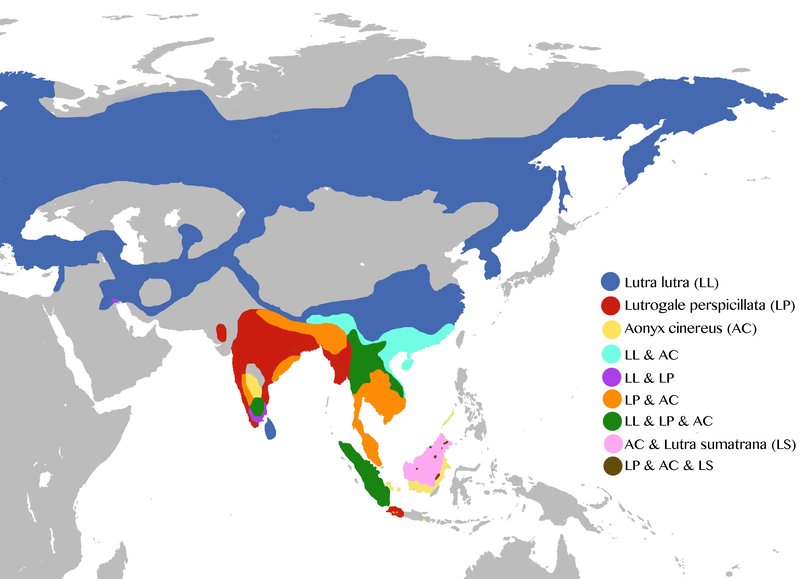 Where Do Giant Otters Live? Habitat And Distribution Explained