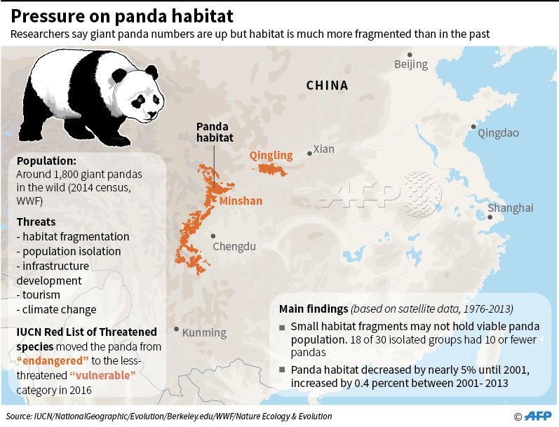 Where Do Giant Pandas Live? Habitat And Distribution Explained