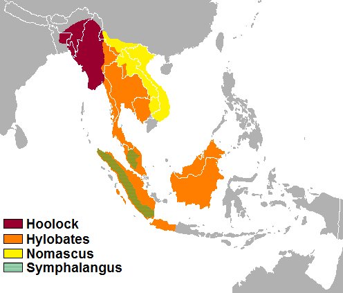 Where Do Gibbons Live? Habitat And Distribution Explained