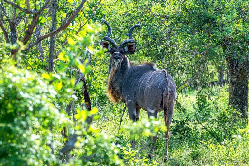 Where Do Greater Kudus Live? Habitat And Distribution Explained