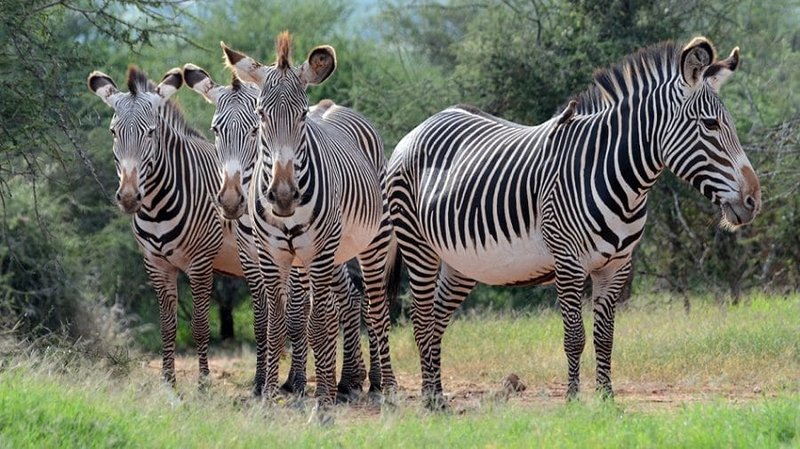 Where Do Grevy’S Zebras Live? Habitat And Distribution Explained