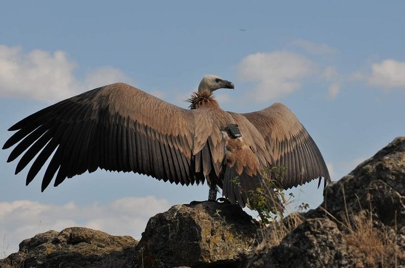 Where Do Griffon Vultures Live? Habitat And Distribution Explained