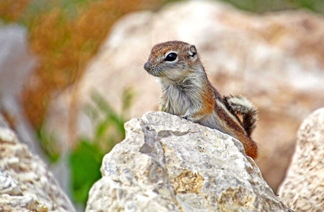 Where Do Ground Squirrels Live? Habitat And Distribution Explained