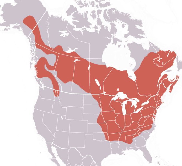 Where Do Groundhogs Live? Habitat And Distribution Explained