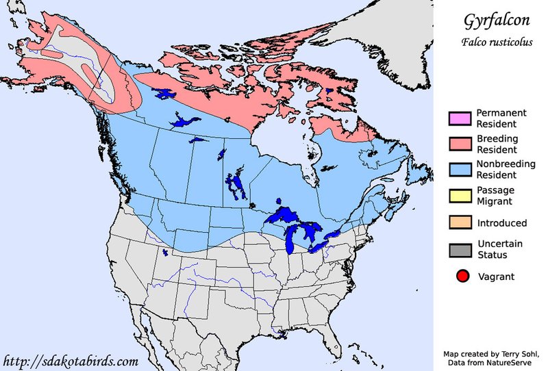 Where Do Gyrfalcons Live? Habitat And Distribution Explained