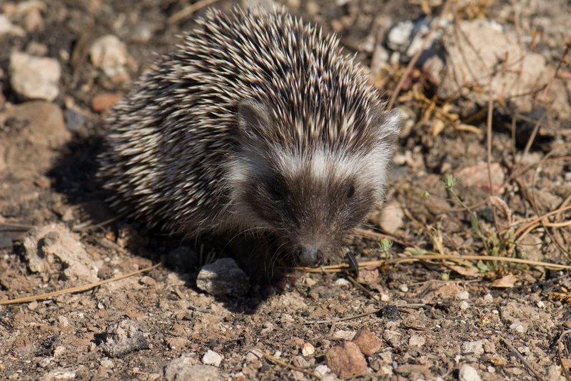Where Do Hedgehogs Live? Habitat And Distribution Explained