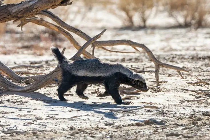 Where Do Honey Badgers Live? Habitat And Distribution Explained
