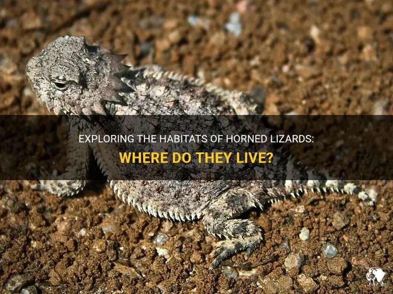 Where Do Horned Lizards Live? Habitat And Distribution Explained