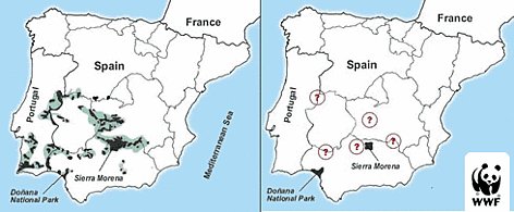 Where Do Iberian Lynxs Live? Habitat And Distribution Explained