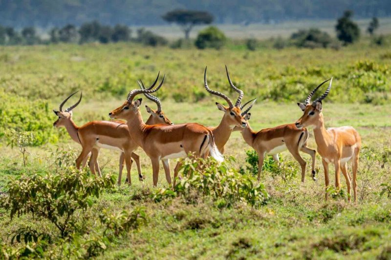 Where Do Impalas Live? Habitat And Distribution Explained
