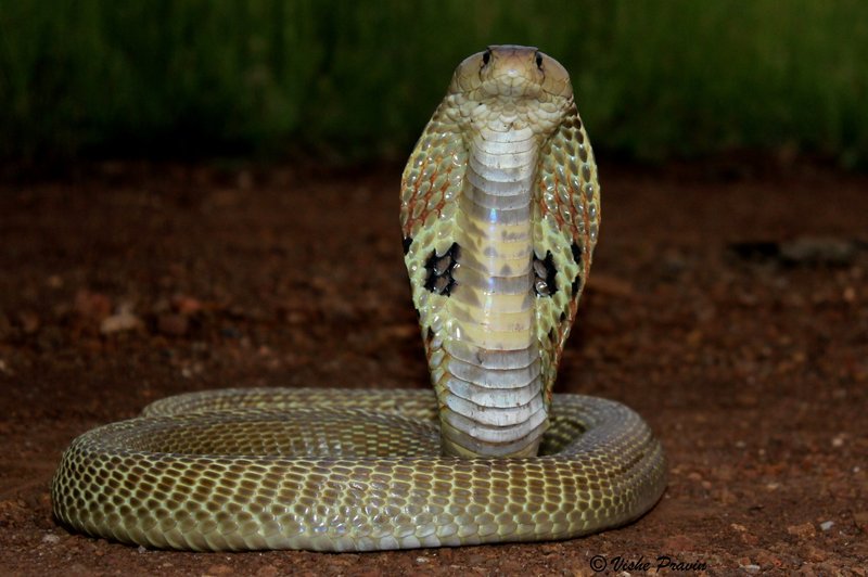 Where Do Indian Cobras Live? Habitat And Distribution Explained