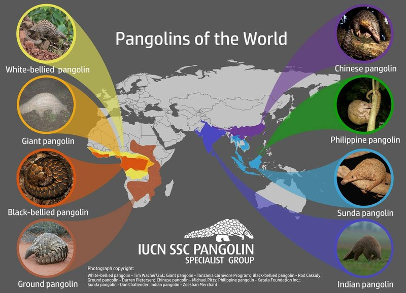 Where Do Indian Pangolins Live? Habitat And Distribution Explained