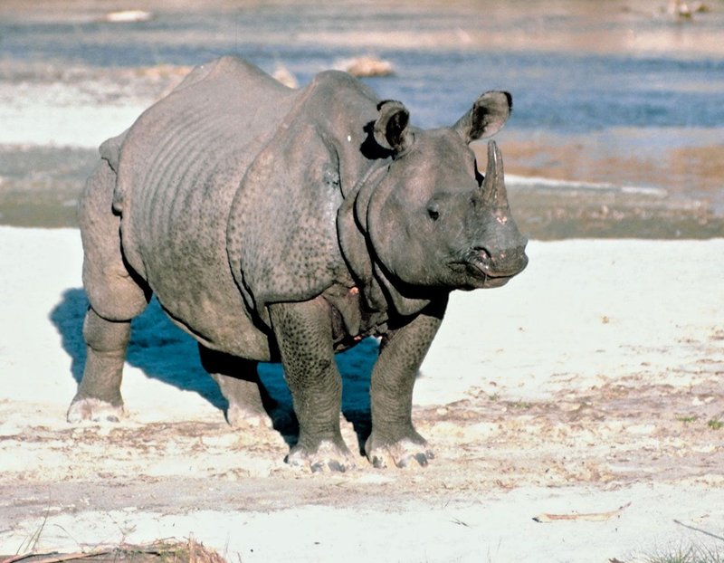 Where Do Indian Rhinoceross Live? Habitat And Distribution Explained