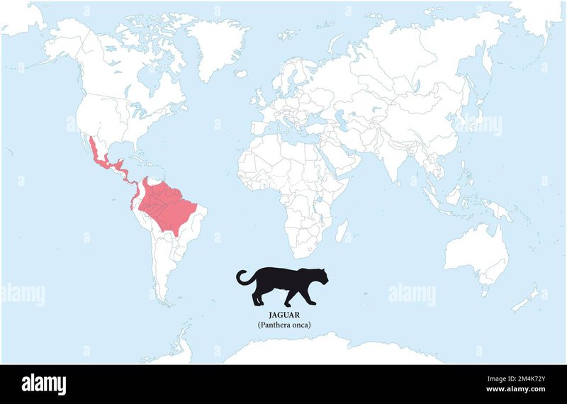 Where Do Jaguars Live? Habitat And Distribution Explained
