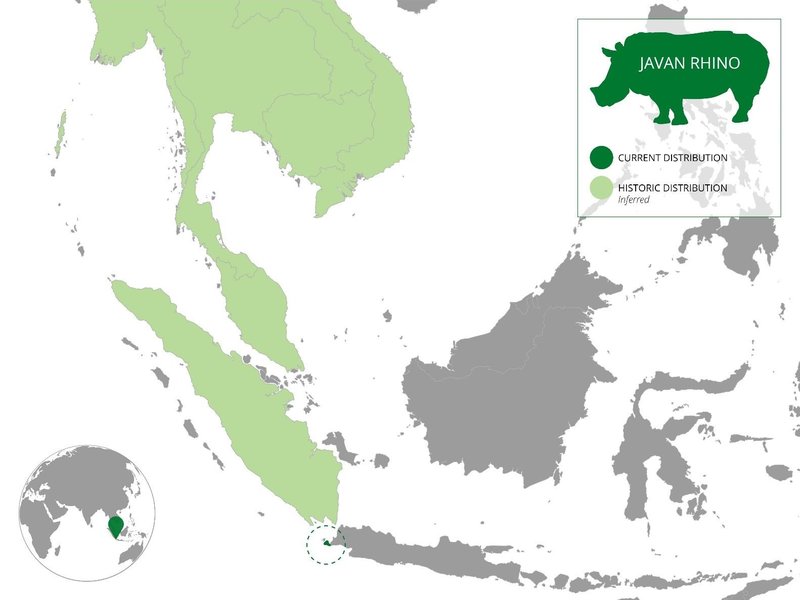 Where Do Javan Rhinoceross Live? Habitat And Distribution Explained