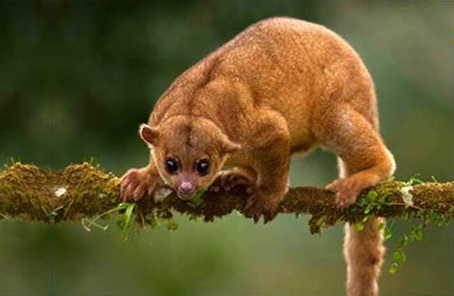 Where Do Kinkajous Live? Habitat And Distribution Explained