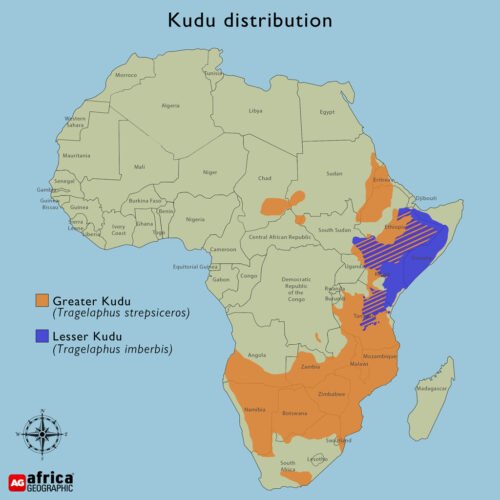 Where Do Kudus Live? Habitat And Distribution Explained