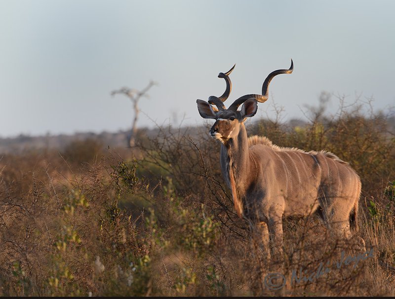 Where Do Kudus Live? Habitat And Distribution Explained
