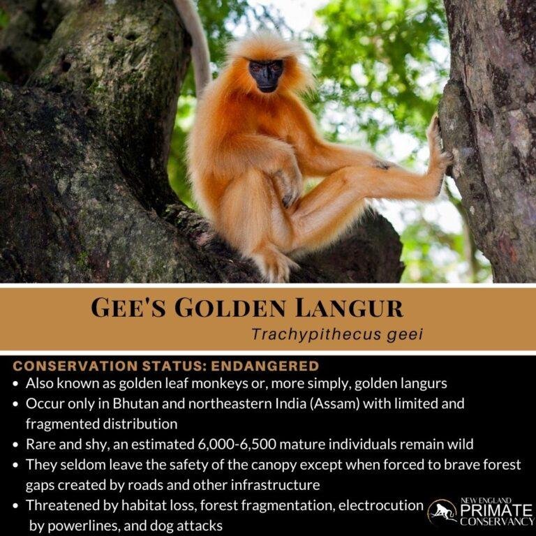 Where Do Langurs Live? Habitat And Distribution Explained
