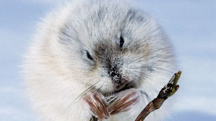 Where Do Lemmings Live? Habitat And Distribution Explained