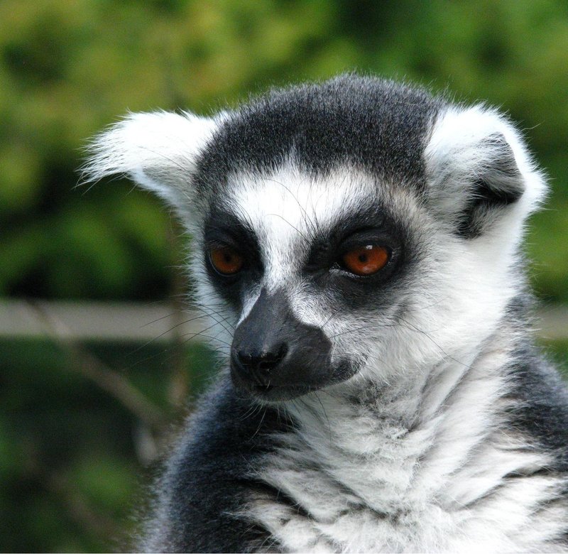 Where Do Lemurs Live? Habitat And Distribution Explained