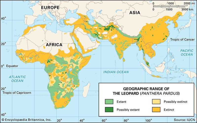 Where Do Leopards Live? Habitat And Distribution Explained