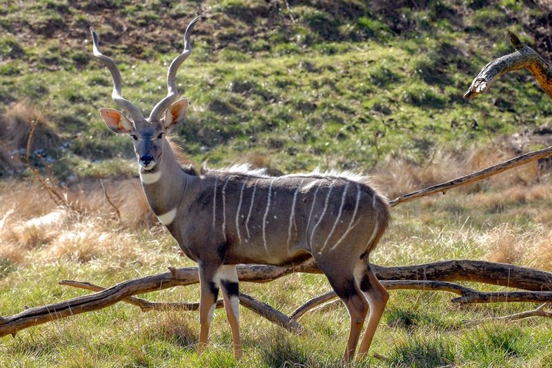 Where Do Lesser Kudus Live? Habitat And Distribution Explained