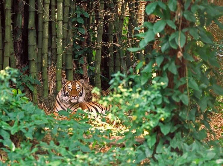 Where Do Malayan Tigers Live? Habitat And Distribution Explained
