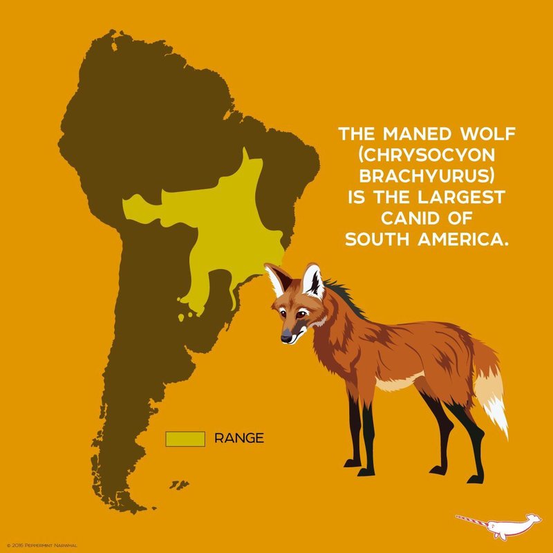 Where Do Maned Wolfs Live? Habitat And Distribution Explained