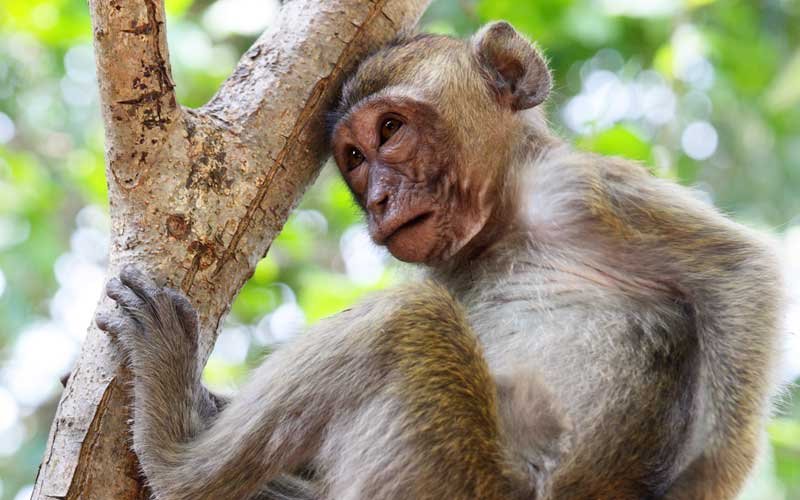 Where Do Monkeys Live? Habitat And Distribution Explained