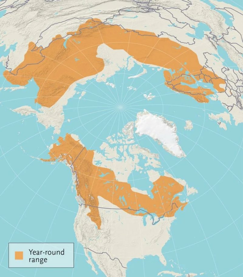 Where Do Mooses Live? Habitat And Distribution Explained