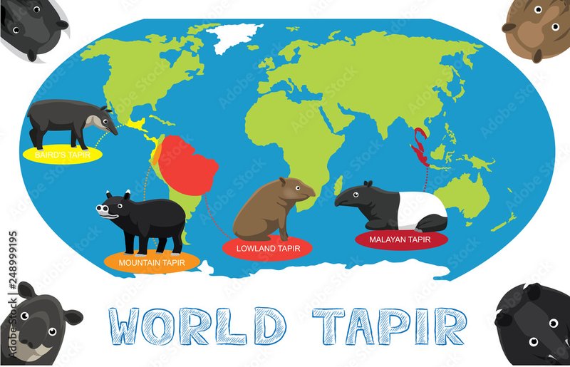 Where Do Mountain Tapirs Live? Habitat And Distribution Explained