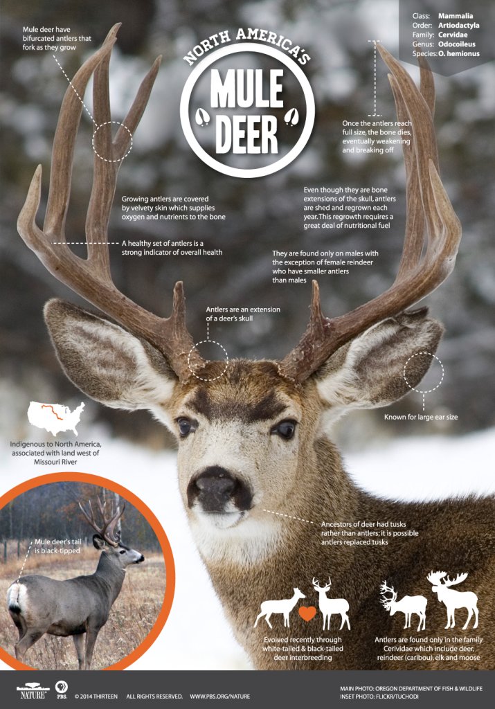 Where Do Mule Deers Live? Habitat And Distribution Explained