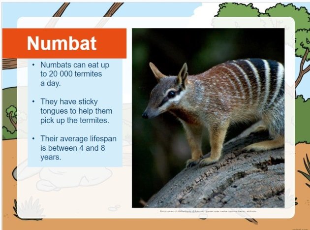 Where Do Numbats Live? Habitat And Distribution Explained