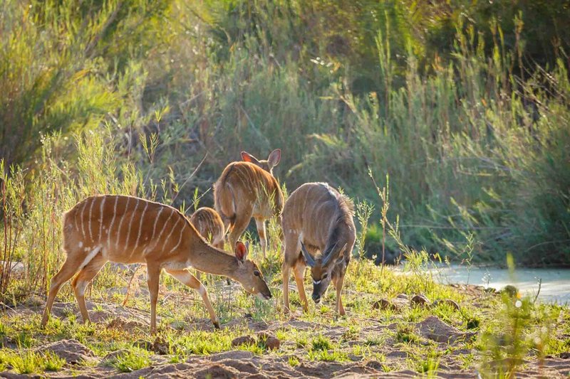 Where Do Nyalas Live? Habitat And Distribution Explained
