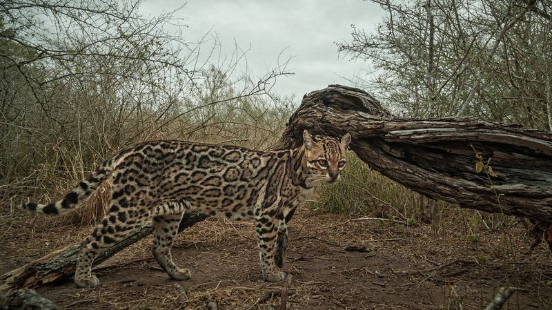 Where Do Ocelots Live? Habitat And Distribution Explained