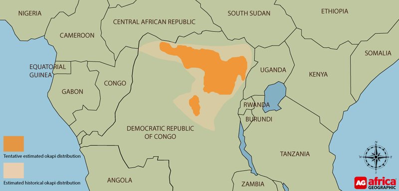 Where Do Okapis Live? Habitat And Distribution Explained