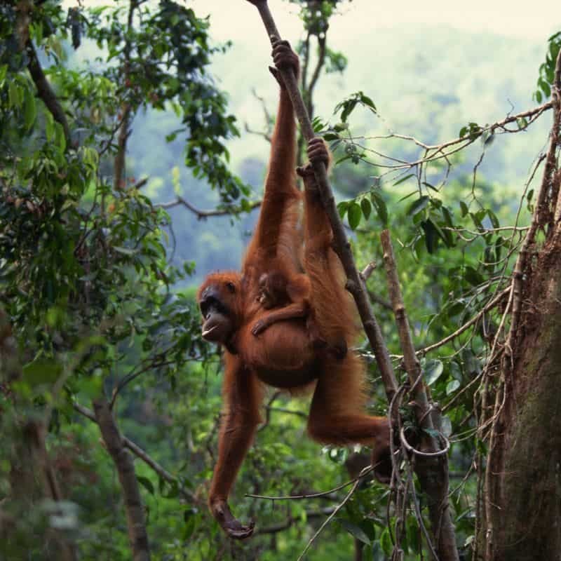 Where Do Orangutans Live? Habitat And Distribution Explained